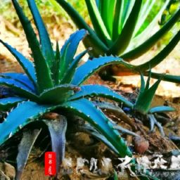 蘆薈<strong>美容</strong>護(hù)膚的秘密和方法，讓你變白又水嫩