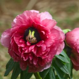 芍藥之美：揭秘芍藥對<strong>美容</strong>護(hù)膚的功效與作用