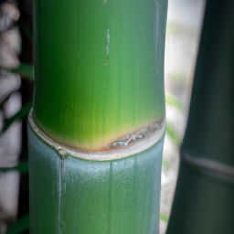 玉竹的<strong>美容</strong>護(hù)膚功效及作用——擁有這款傳統(tǒng)中藥悄然崛起的原因