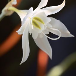 雪蓮花：護(hù)膚界的<strong>美容</strong>靈草，功效與作用解析
