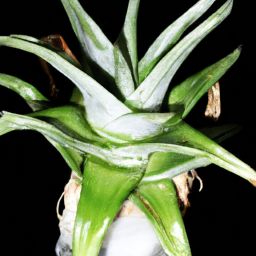 蘆薈<strong>美容</strong>護(hù)膚，白皙肌膚的秘密揭示！